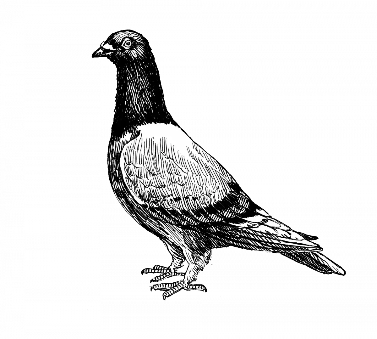 Mr Postles, Bar, Restaurant, Cocktails, Beers