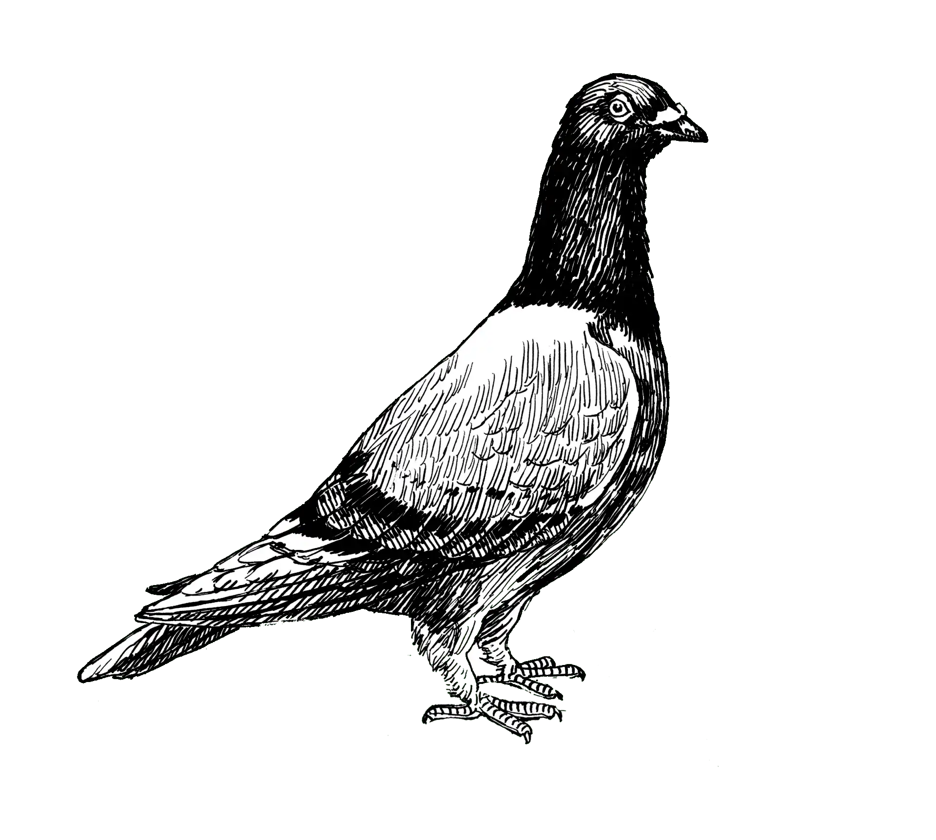 Mr Postles, Bar, Restaurant, Cocktails, Beers